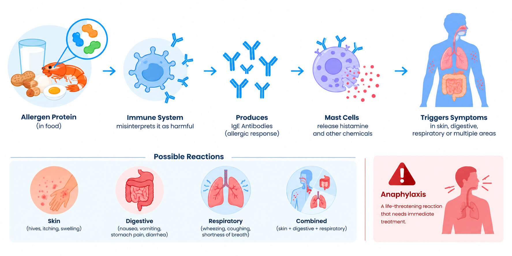 How the body reacts during food allergies