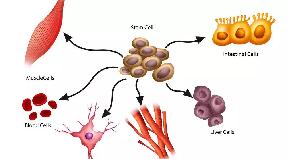 Understanding stem cell therapy process